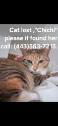 Lost Female Cat last seen Northway drive, Baltimore, MD 21234