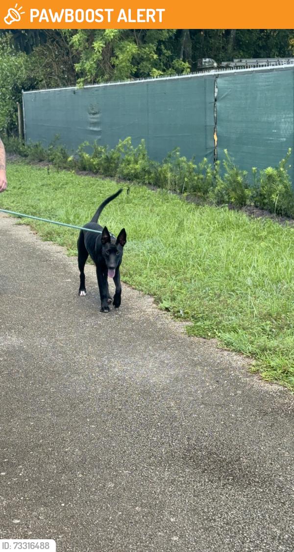 Found/Stray Female Dog last seen 152nd Ave and 260th Street, Miami-Dade County, FL 33032