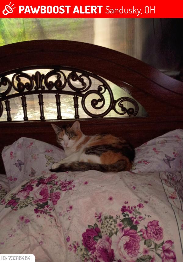 Lost Female Cat last seen Milan rd and columbus, Sandusky, OH 44870
