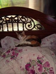 Lost Female Cat last seen Milan rd and columbus, Sandusky, OH 44870