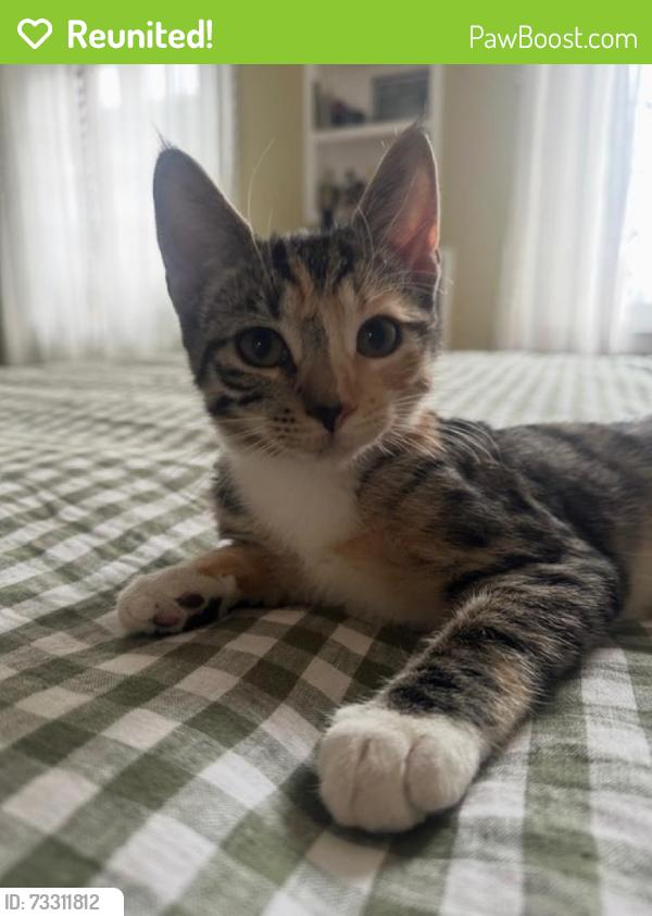 Reunited Female Cat last seen Chase street between Maryland and Cathedral, Baltimore, MD 21201