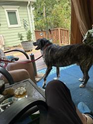 Lost Male Dog last seen James rd & windermere Road, Memphis, TN 38128