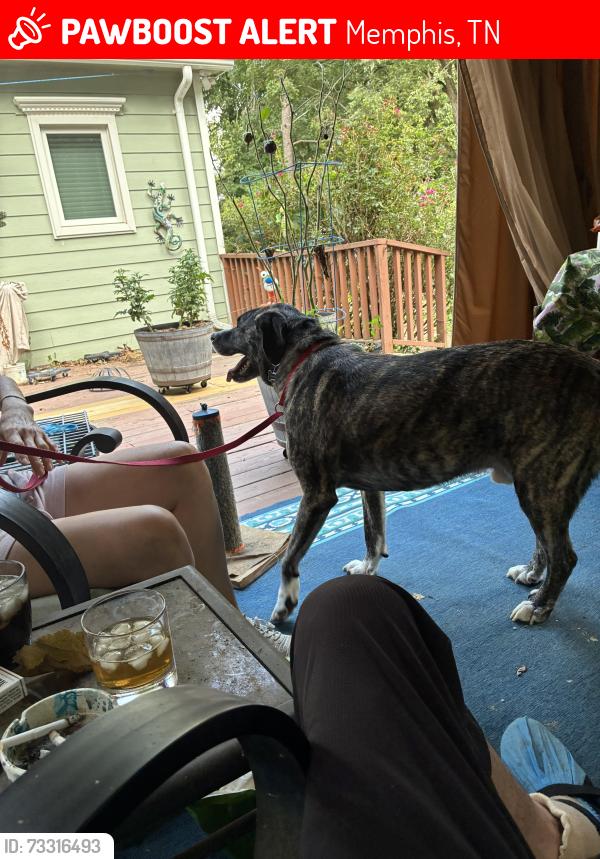 Lost Male Dog last seen James rd & windermere Road, Memphis, TN 38128