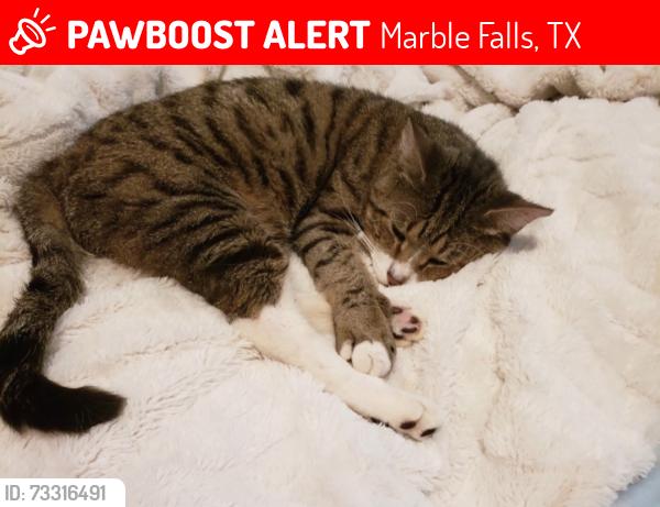 Lost Male Cat last seen Prairie rye drive, Marble Falls, TX 78645