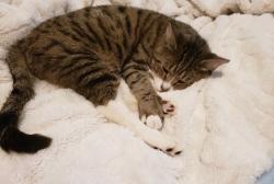 Lost Male Cat last seen Prairie rye drive, Marble Falls, TX 78645
