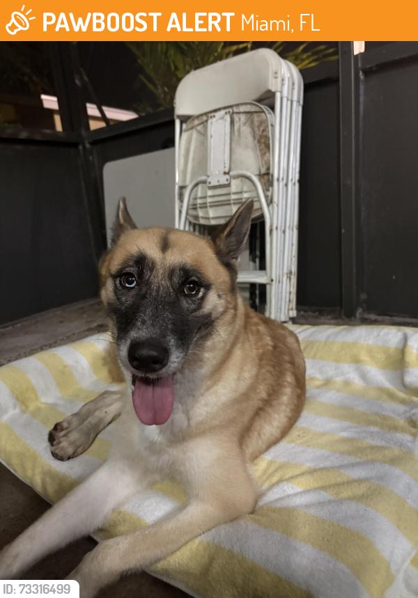 Found/Stray Female Dog last seen Home depot, Miami, FL 33177