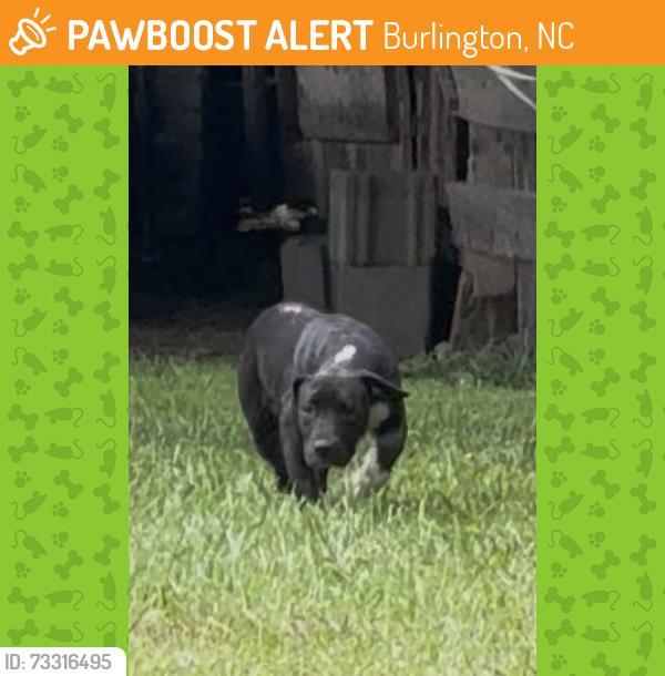 Found/Stray Unknown Dog last seen Barn, Burlington, NC 27217