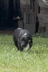 Found/Stray Unknown Dog last seen Barn, Burlington, NC 27217