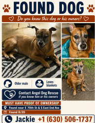 Found/Stray Male Dog last seen 71st and Cornell, Chicago, IL 60649