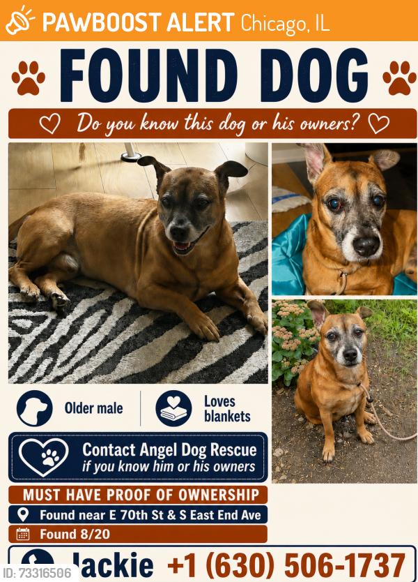 Found/Stray Male Dog last seen 71st and Cornell, Chicago, IL 60649