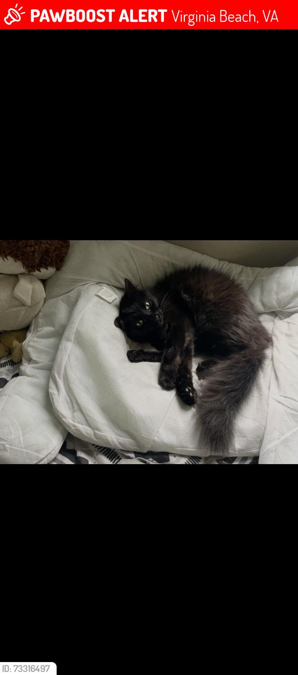 Lost Male Cat last seen West Lane, Virginia Beach, VA 23454