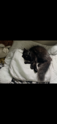 Lost Male Cat last seen West Lane, Virginia Beach, VA 23454