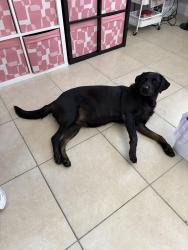 Reunited Female Dog last seen San Tropez apmts, Pembroke Pines, FL 33023