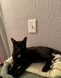 Reunited Male Cat last seen Moscow & Brazil St, San Francisco, CA 94112