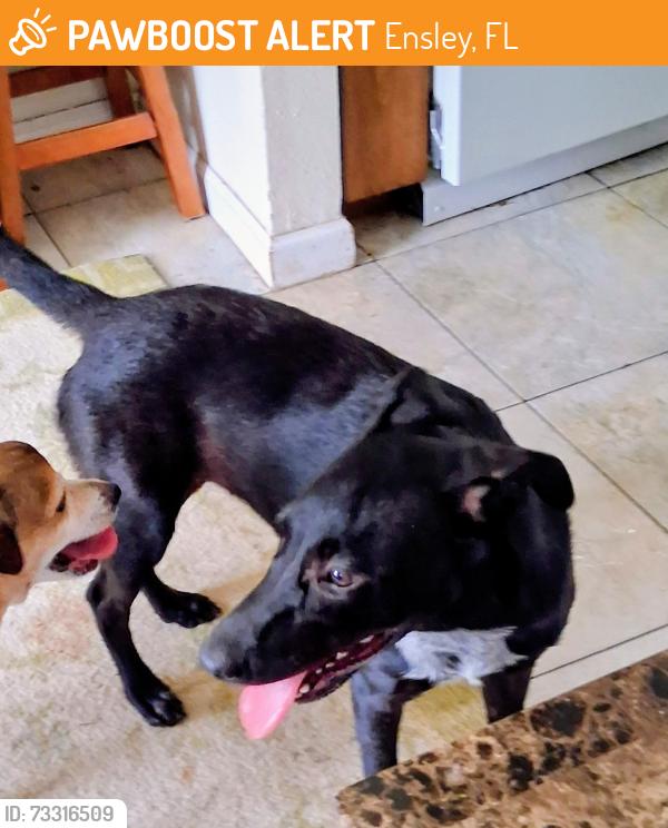 Found/Stray Female Dog last seen Kingfisher Ln and Kingfisher way, Ensley, FL 32534