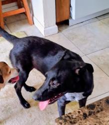 Found/Stray Female Dog last seen Kingfisher Ln and Kingfisher way, Ensley, FL 32534