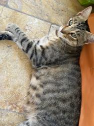 Found/Stray Female Cat last seen 6th and bristol, Santa Ana, CA 92703