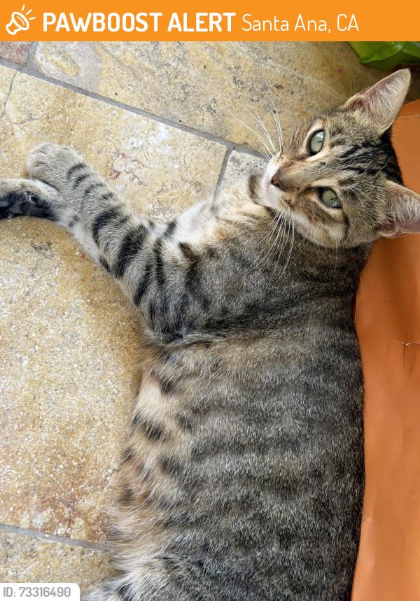 Found/Stray Female Cat last seen 6th and bristol, Santa Ana, CA 92703