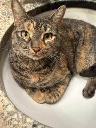 Reunited Female Cat last seen Near n 86th st, Scottsdale, AZ 85250