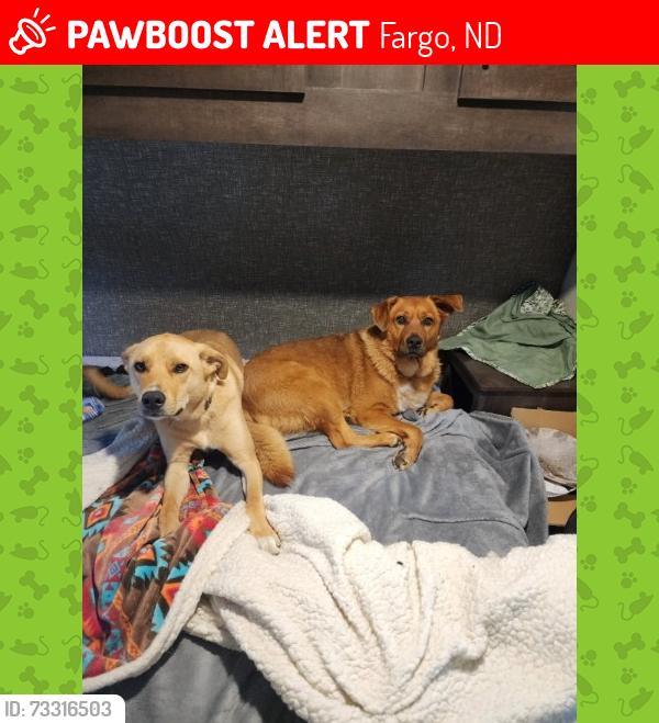 Lost Male Dog last seen at 1969 58th Ave S, Fargo, ND 58104