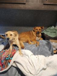 Lost Male Dog last seen at 1969 58th Ave S, Fargo, ND 58104