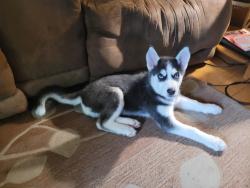 Reunited Female Dog last seen Cr3/cr2/cr5, Elkhart, IN 46514