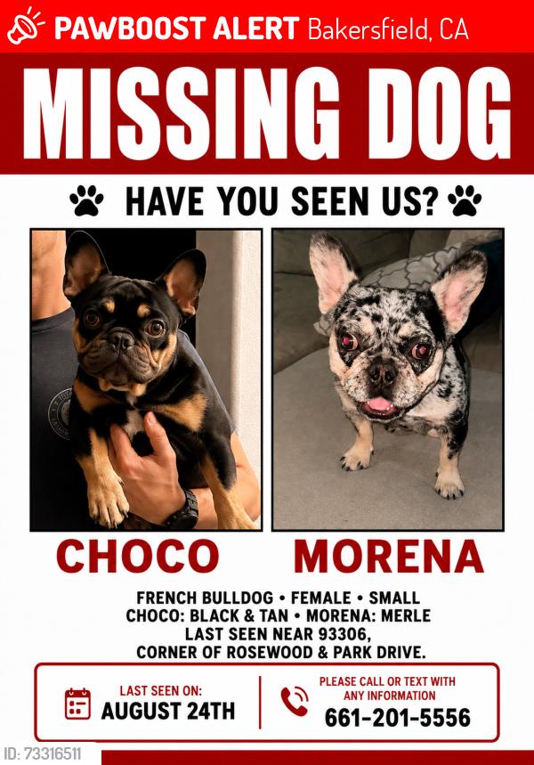 Lost Male Dog last seen Foothill high s, Bakersfield, CA 93306