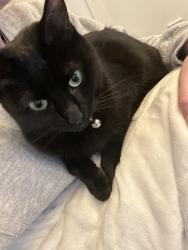 Lost Female Cat last seen Yorkshire Ln., Forsyth County, GA 30024