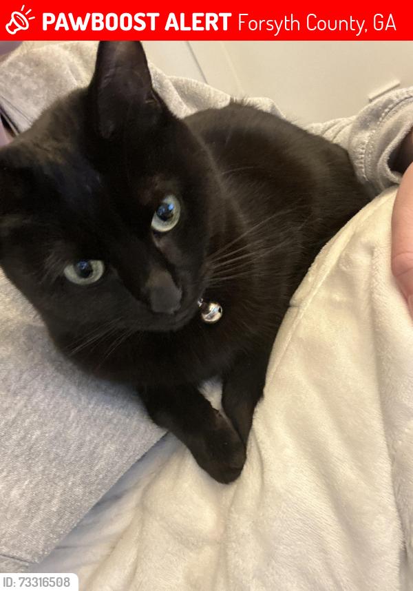 Lost Female Cat last seen Yorkshire Ln., Forsyth County, GA 30024