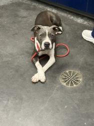 Shelter Stray Female Dog last seen Near Friartuck trail, Berkeley County, SC, 2455 Remount Rd, North Charleston, SC 29406, USA