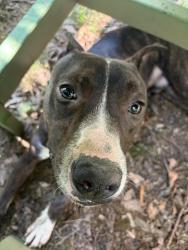 Found/Stray Male Dog last seen Lost and found bar, Nashville, TN 37216