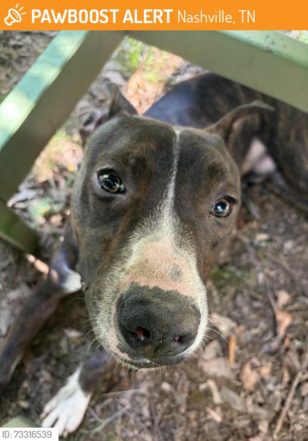 Found/Stray Male Dog last seen Lost and found bar, Nashville, TN 37216