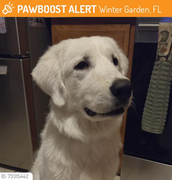 Found/Stray Male Dog last seen Spring Ridge Circle near Spring ridge Drive, Winter Garden, FL, Winter Garden, FL 34787