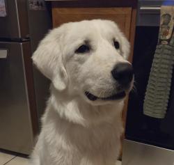 Found/Stray Male Dog last seen Spring Ridge Circle near Spring ridge Drive, Winter Garden, FL, Winter Garden, FL 34787