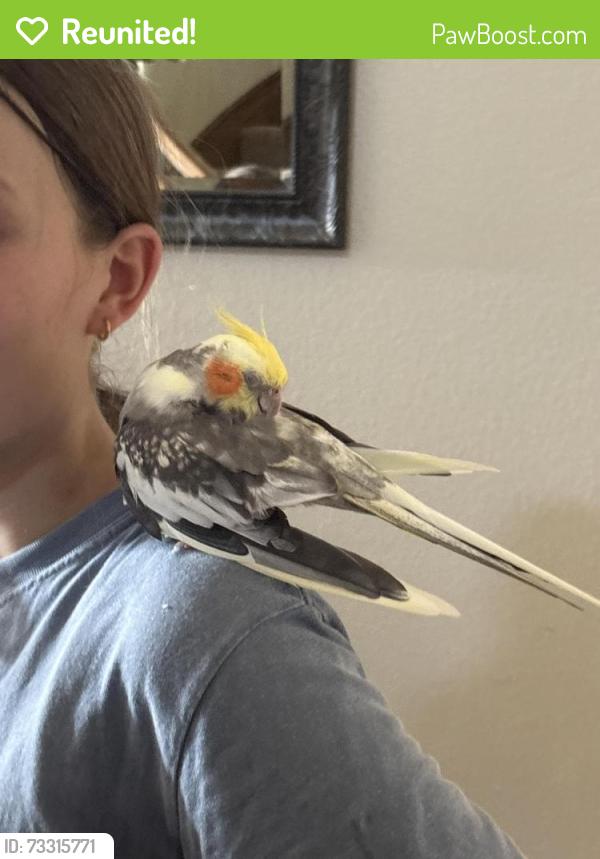 Reunited Male Bird last seen In a tree next to home, Fort Worth, TX 76244