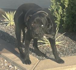 Found/Stray Male Dog last seen N Douglas Blvd, Jones, OK 73049