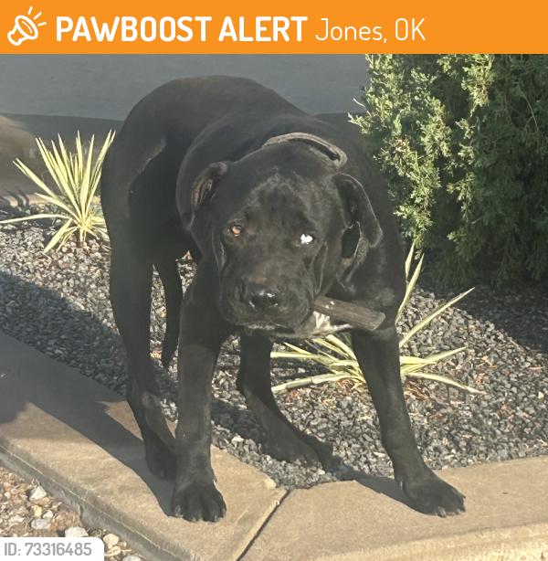 Found/Stray Male Dog last seen N Douglas Blvd, Jones, OK 73049