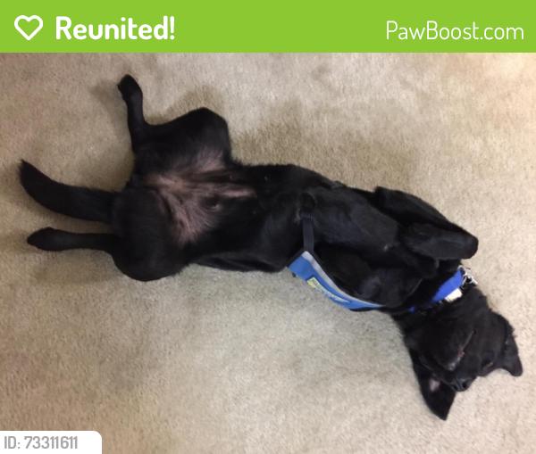 Reunited Female Dog last seen Ratcliff Dr. and Commercial, Salem, OR 97302