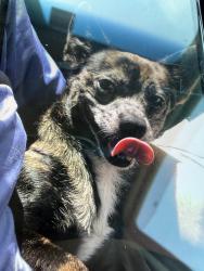 Found/Stray Male Dog last seen Timor Ave and Eli Street, Orlando, FL 32804