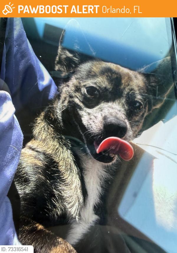 Found/Stray Male Dog last seen Timor Ave and Eli Street, Orlando, FL 32804