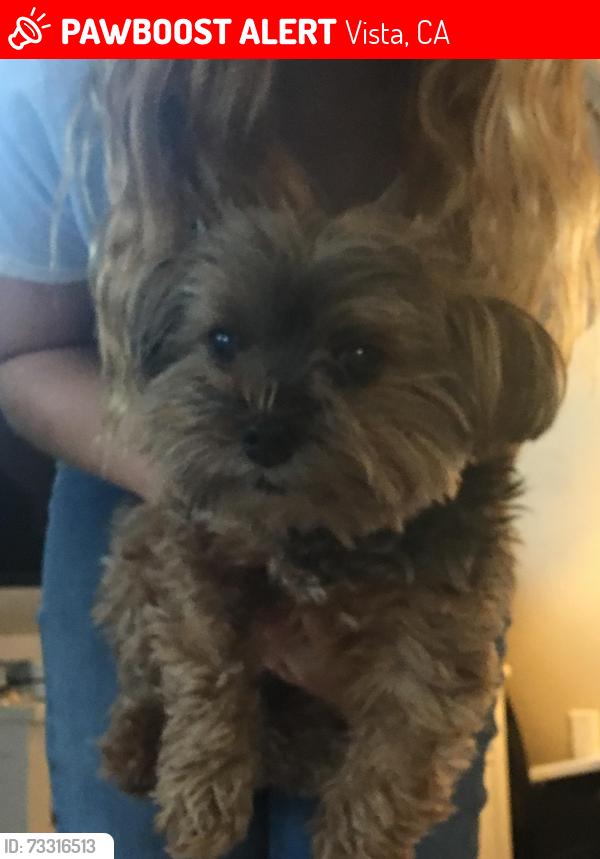 Lost Male Dog last seen Paseo del Lago Dr. Vista, CA 92081, Vista, CA 92081
