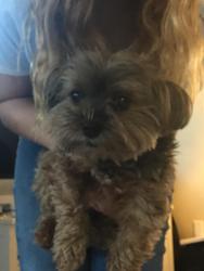 Lost Male Dog last seen Paseo del Lago Dr. Vista, CA 92081, Vista, CA 92081