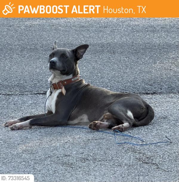 Found/Stray Male Dog last seen Parker Rd, Houston, TX 77076
