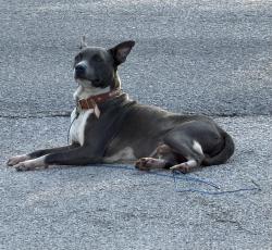 Found/Stray Male Dog last seen Parker Rd, Houston, TX 77076