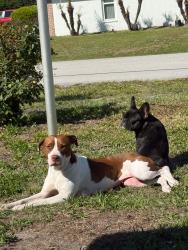 Reunited Female Dog last seen County Line Rd, Spring Hill, FL 34606