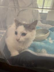 Shelter Stray Unknown Cat last seen Bayhead Dr, VIRGINIA BEACH, VA, 23453, 341 S Birdneck Rd, Virginia Beach, VA 23451, USA