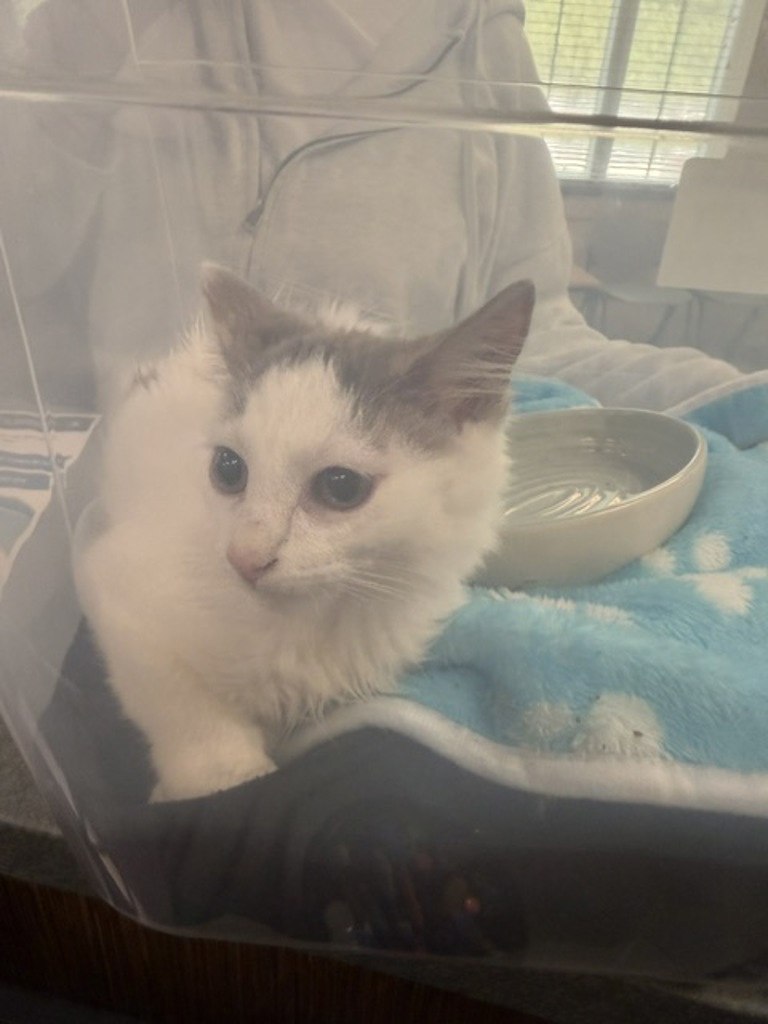 Shelter Stray Unknown Cat last seen Bayhead Dr, VIRGINIA BEACH, VA, 23453, 341 S Birdneck Rd, Virginia Beach, VA 23451, USA