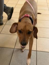 Shelter Stray Female Dog last seen First Colonial road Walmart, VIRGINA BEACH, VA, 341 S Birdneck Rd, Virginia Beach, VA 23451, USA