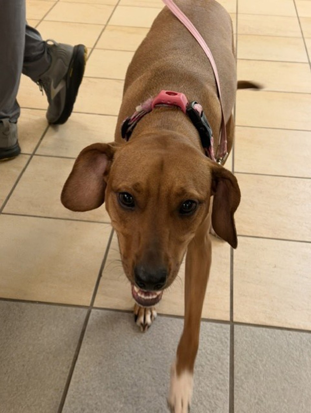 Shelter Stray Female Dog last seen First Colonial road Walmart, VIRGINA BEACH, VA, 341 S Birdneck Rd, Virginia Beach, VA 23451, USA