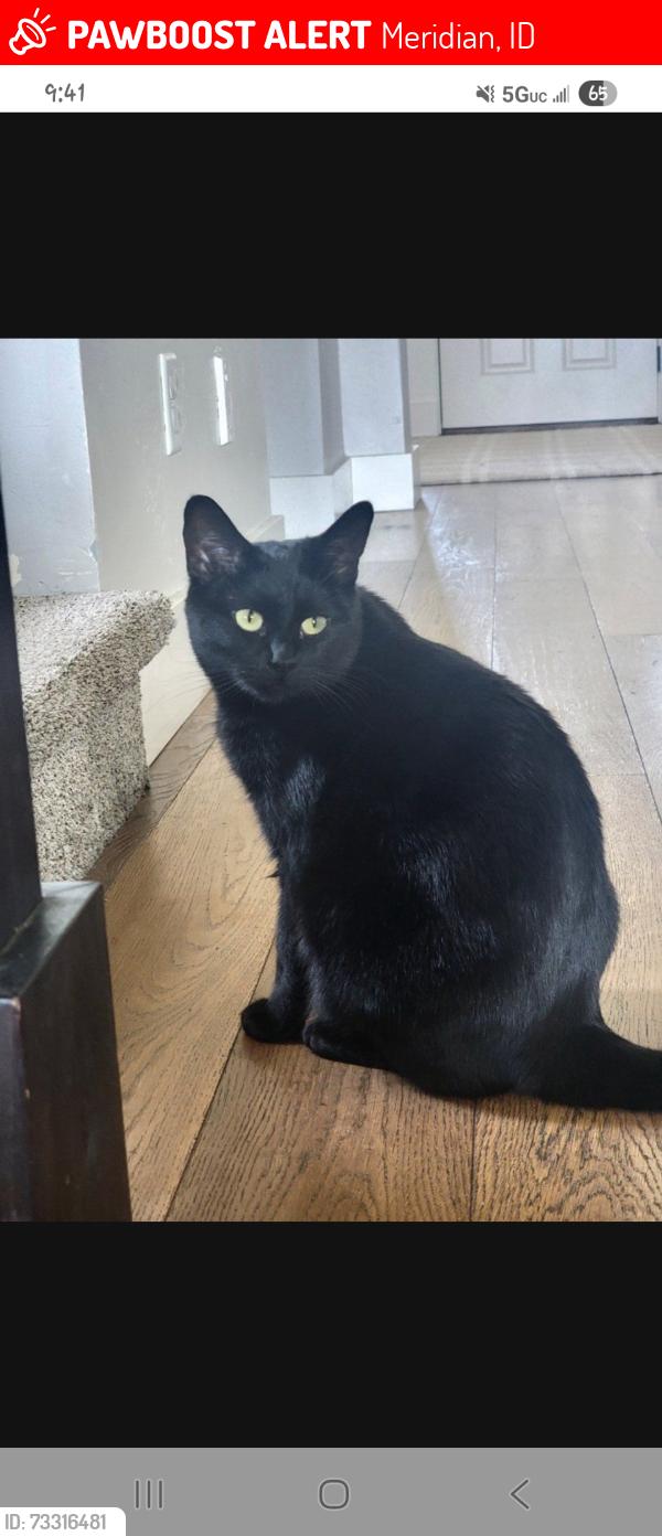 Lost Female Cat last seen East mona lisa street Meridian idaho, Meridian, ID 83642